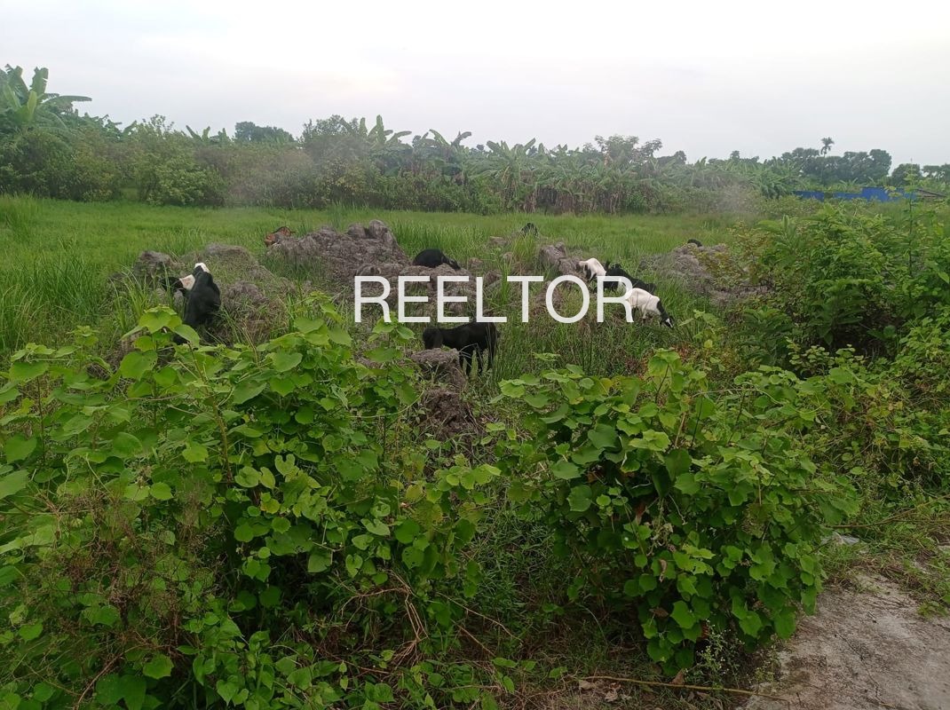 Plots For Sale In Periya Bazar Hosdurg