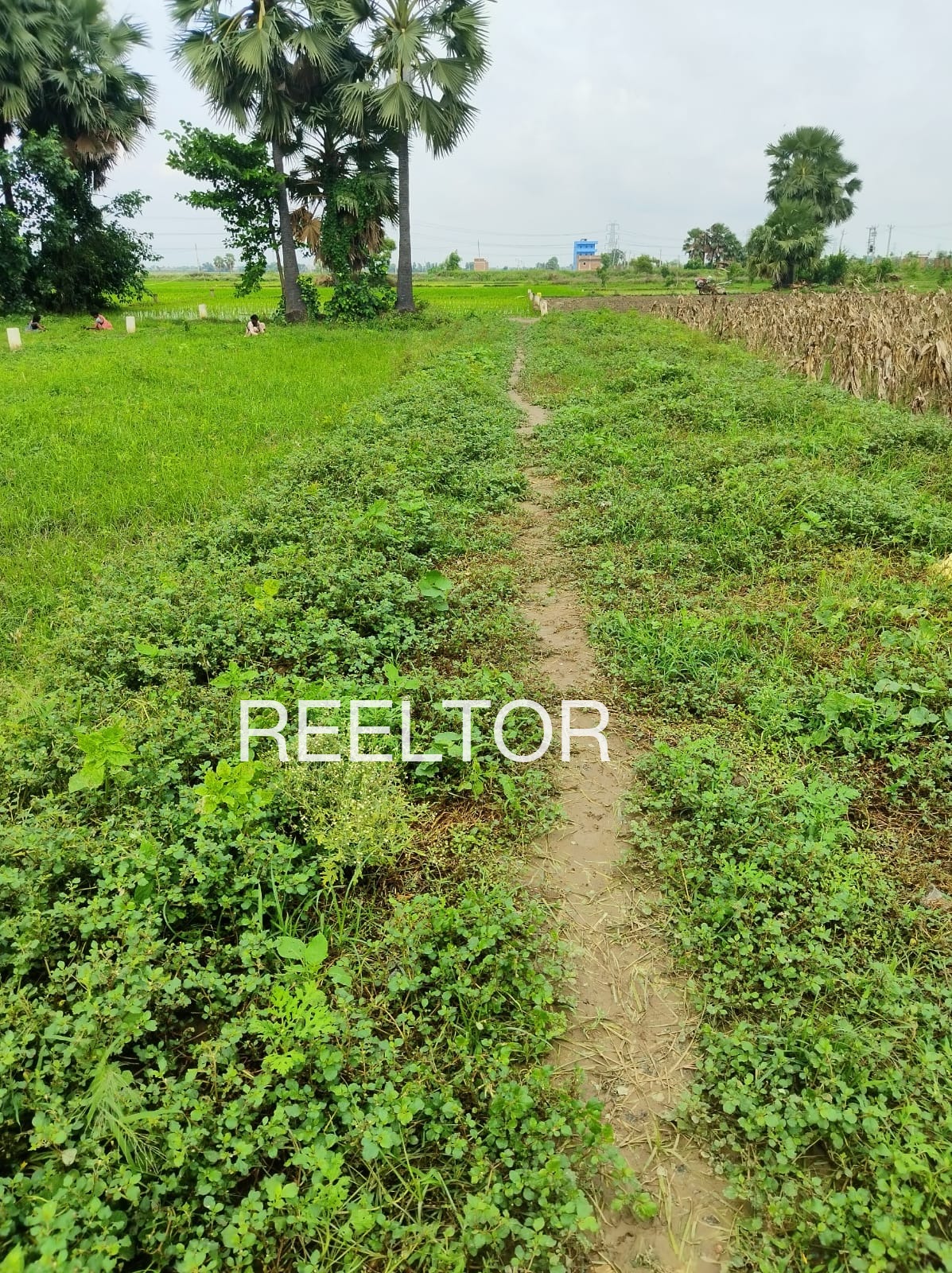 Plots For Sale In Chora Kalan Sajjangarh