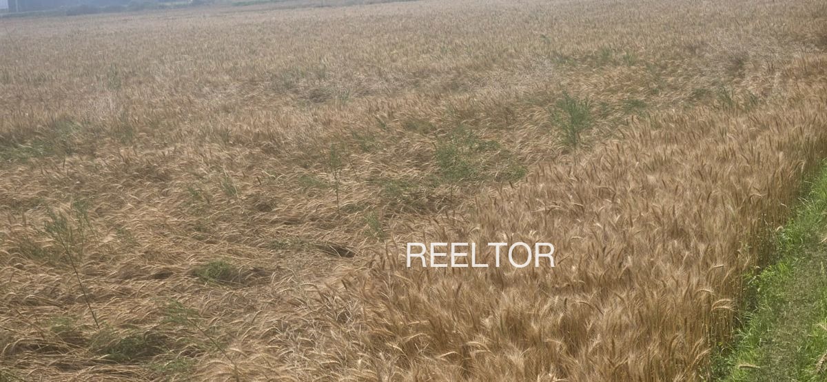 Plots For Sale In Burj Nathu Ka Tarn Taran